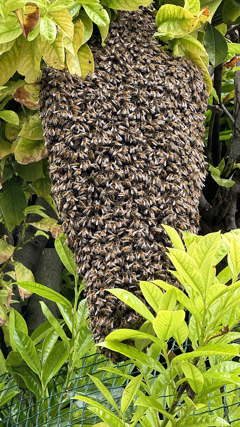 essaim d'abeilles